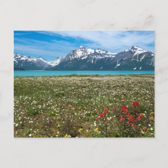 Carte Postale États-Unis, Alaska, Parc national de Glacier Bay 2 (Devant)