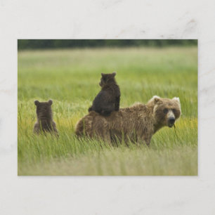 Carte Postale États-Unis, Alaska, parc national de Lake Clark