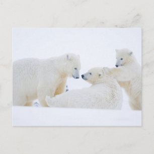 Carte Postale États-Unis, Alaska, plaine côtière de l'Arctique 1