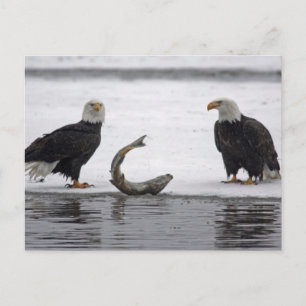 Carte Postale États-Unis, Alaska, réserve de pygargues à tête bl