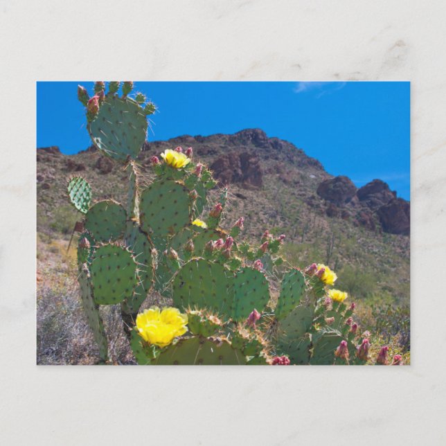 Carte Postale États-Unis, Arizona. Cactus dans les collines (Devant)