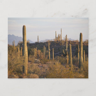 Carte Postale États-Unis, Arizona, désert de Sonora, Ajo, Ajo 2