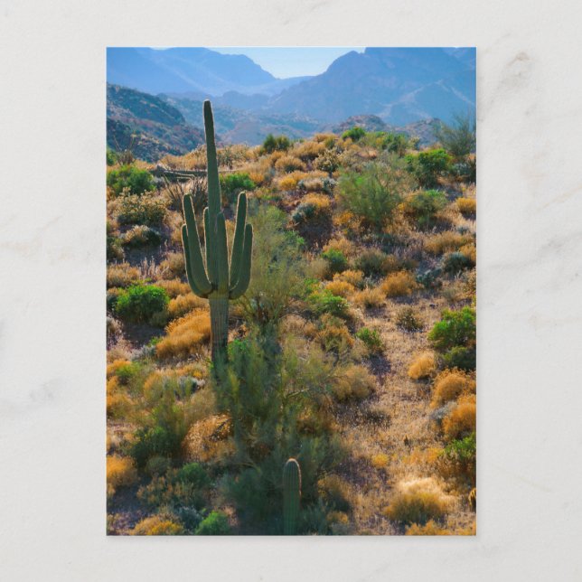 Carte Postale États-Unis, Arizona. Desert View (Devant)