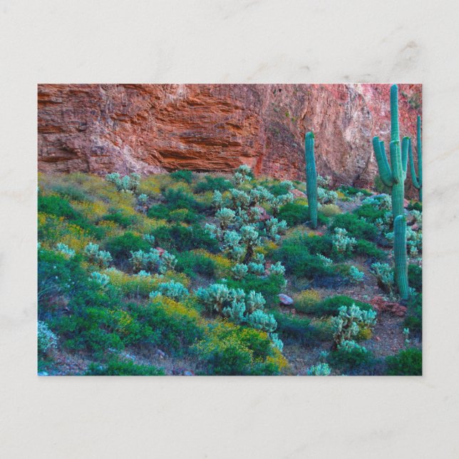 Carte Postale États-Unis, Arizona. Flore du désert (Devant)