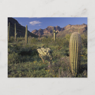 Carte Postale États-Unis, Arizona, Monument national d'Organ Pip