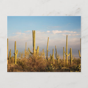 Carte Postale États-Unis, Arizona, Parc national de Saguaro, Sag
