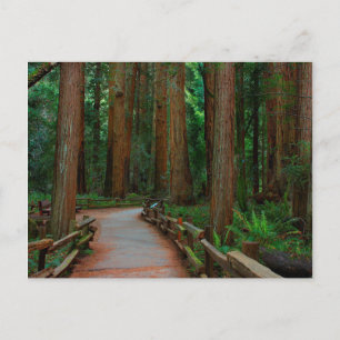 Carte Postale États-Unis, Californie. Chemin parmi les séquoias