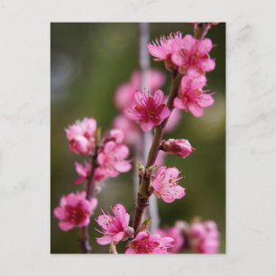 Carte Postale États-Unis, Californie. Fleurs roses sur un arbre
