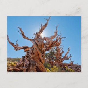 Carte Postale États-Unis, Californie, Forêt nationale d'Inyo 10