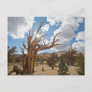 Carte Postale États-Unis, Californie, Forêt nationale d'Inyo 6
