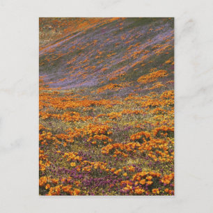 Carte Postale États-Unis, Californie, Monts Tehachapi, 2