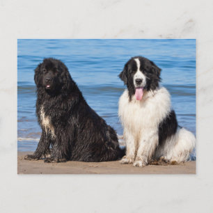 Carte Postale États-Unis, Californie. Newfoundlands assis