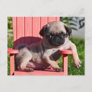 Carte Postale États-Unis, Californie. Pug chiot avachi