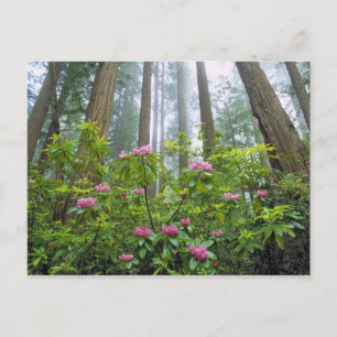 Carte Postale États-Unis, Californie, Redwood NP. Rhododendron