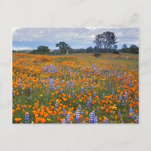 Carte Postale États-Unis, Californie, Santa Margarita, Avenales