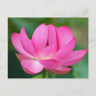Carte Postale États-Unis ; Caroline du Nord ; Fleur de lotus
