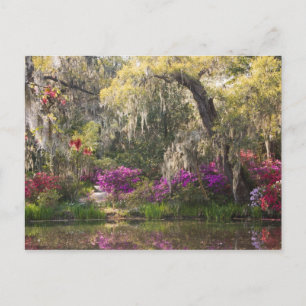 Carte Postale États-Unis, Caroline du Sud, Charleston. Cyprès 2