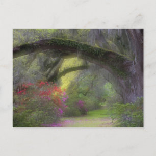 Carte Postale États-Unis, Caroline du Sud, Magnolia Gardens.