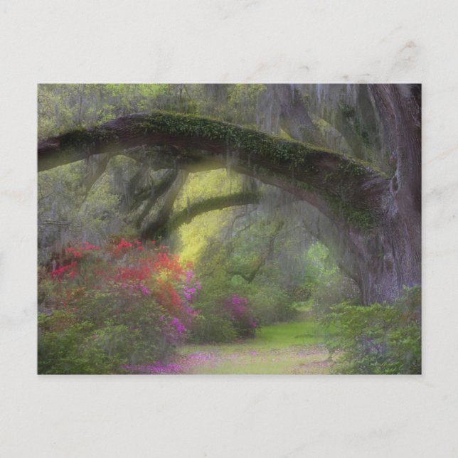 Carte Postale États-Unis, Caroline du Sud, Magnolia Gardens. (Devant)