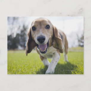 Carte Postale États-Unis, Colorado, chien curieux marchant vers