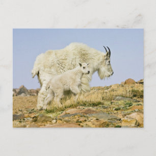 Carte Postale États-Unis, Colorado, Rocheuses, Mont Evans,
