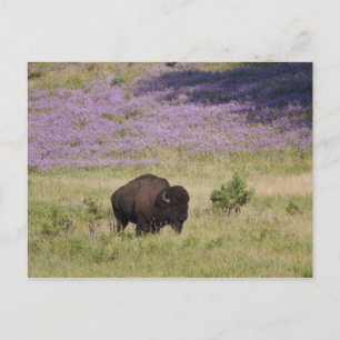 Carte Postale États-Unis, Dakota du Sud, Bison américain