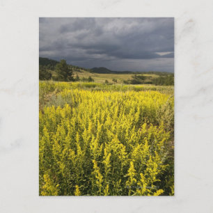 Carte Postale États-Unis, Dakota du Sud, Fleurs et tempête