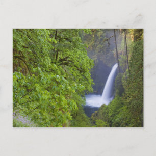 Carte Postale États-Unis, Eagle Creek, Columbia Gorge, Oregon. 2