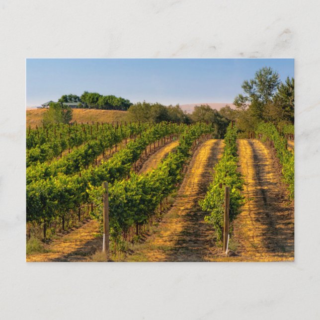 Carte Postale États-Unis, Est de Washington, Walla Walla Vineyar (Devant)