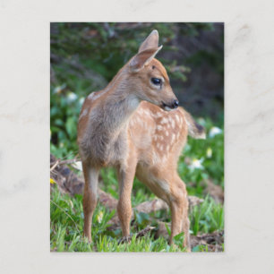 Carte Postale États-Unis, État de Washington. Faon de cerf à que
