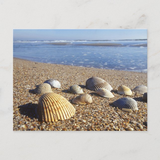 Carte Postale États-Unis, Floride, coquillages côtiers (Devant)