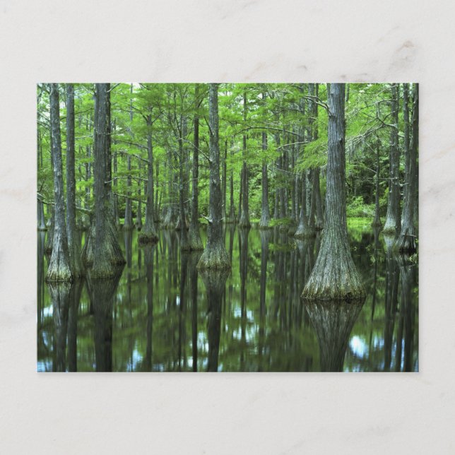Carte Postale États-Unis, Floride, Forêt nationale d'Apalachicol (Devant)