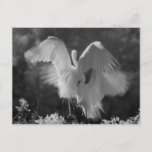 Carte Postale États-Unis, Floride, Grande Aigrette (Ardea alba) 