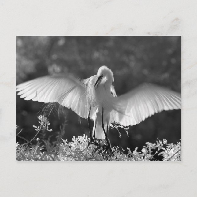 Carte Postale États-Unis, Floride, Grande Aigrette (Ardea alba)  (Devant)