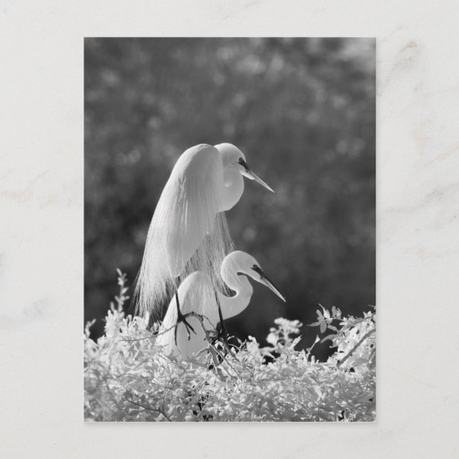 Carte Postale États-Unis, Floride, Grande Aigrette (Ardea alba)  (Devant)