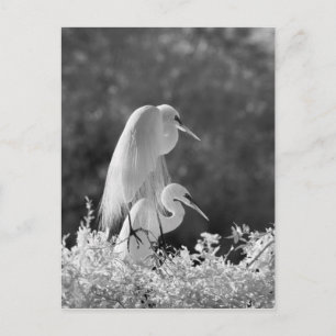 Carte Postale États-Unis, Floride, Great Egret (Ardea alba) infr