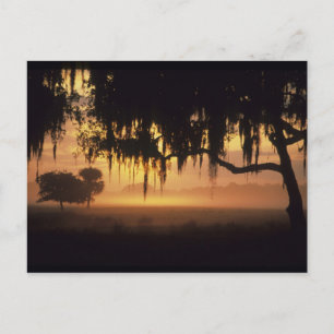 Carte Postale États-Unis, Floride, lac Kissimmee. Silhouette au 