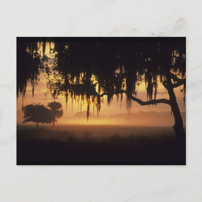 Carte Postale États-Unis, Floride, Lac Kissimmee. silhouette du  (Devant)