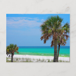 Carte Postale États-Unis, Floride. Palmiers sur la côte d'émerau