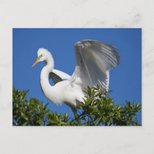 Carte Postale États-Unis, Floride, St. Augustine, Aigrette