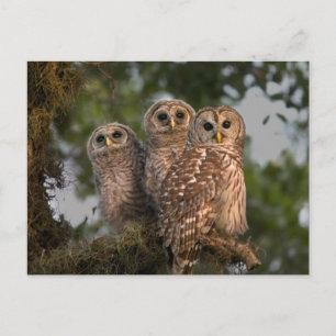 Carte Postale États-Unis, Floride, Viera Wetlands. Trois barrés