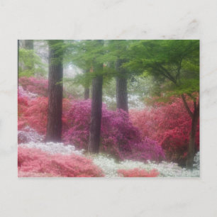 Carte Postale États-Unis ; Géorgie ; Pine mountain. Azaleas à
