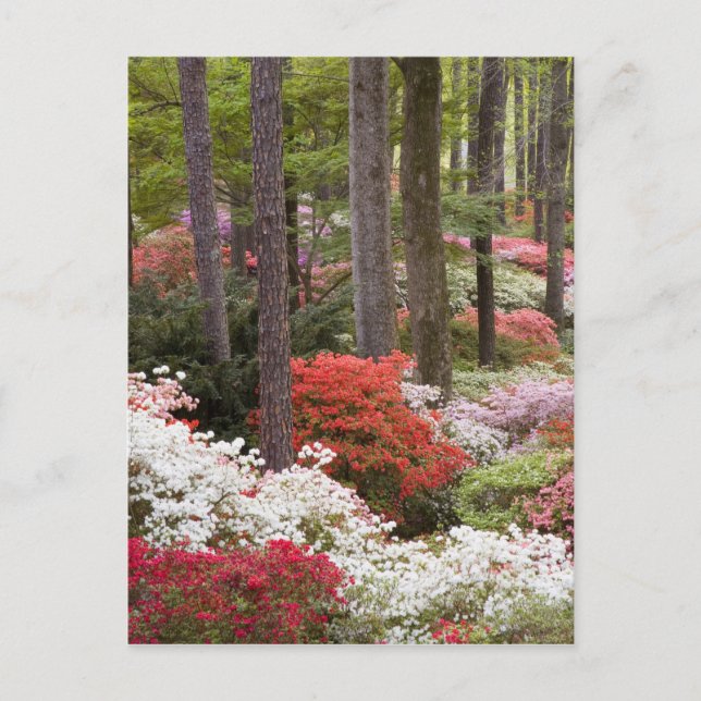 Carte Postale États-Unis, Géorgie, Pine Mountain. Une forêt de (Devant)