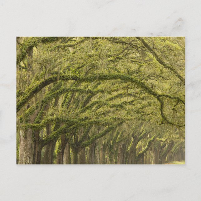 Carte Postale États-Unis; Géorgie; Savannah. Chênes avec (Devant)
