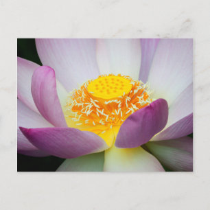 Carte Postale États-Unis, Géorgie, Savannah, Close-up Of A Lotus