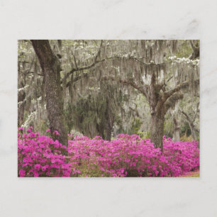 Carte Postale États-Unis, Géorgie, Savannah, Printemps à l'histo