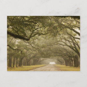 Carte Postale États-Unis, Géorgie, Savannah, Une allée bordée de