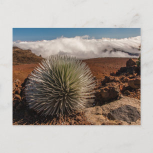 Carte Postale États-Unis, Hawaï, Maui, Parc national de Haleakal