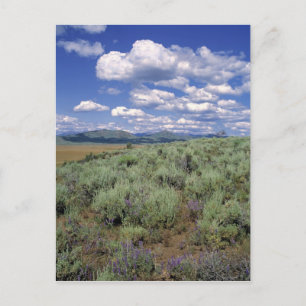 Carte Postale États-Unis, Idaho, comté de Camas. Artemisia et lu