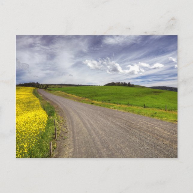 Carte Postale États-Unis, Idaho, Comté d'Idaho, Champ de canola (Devant)